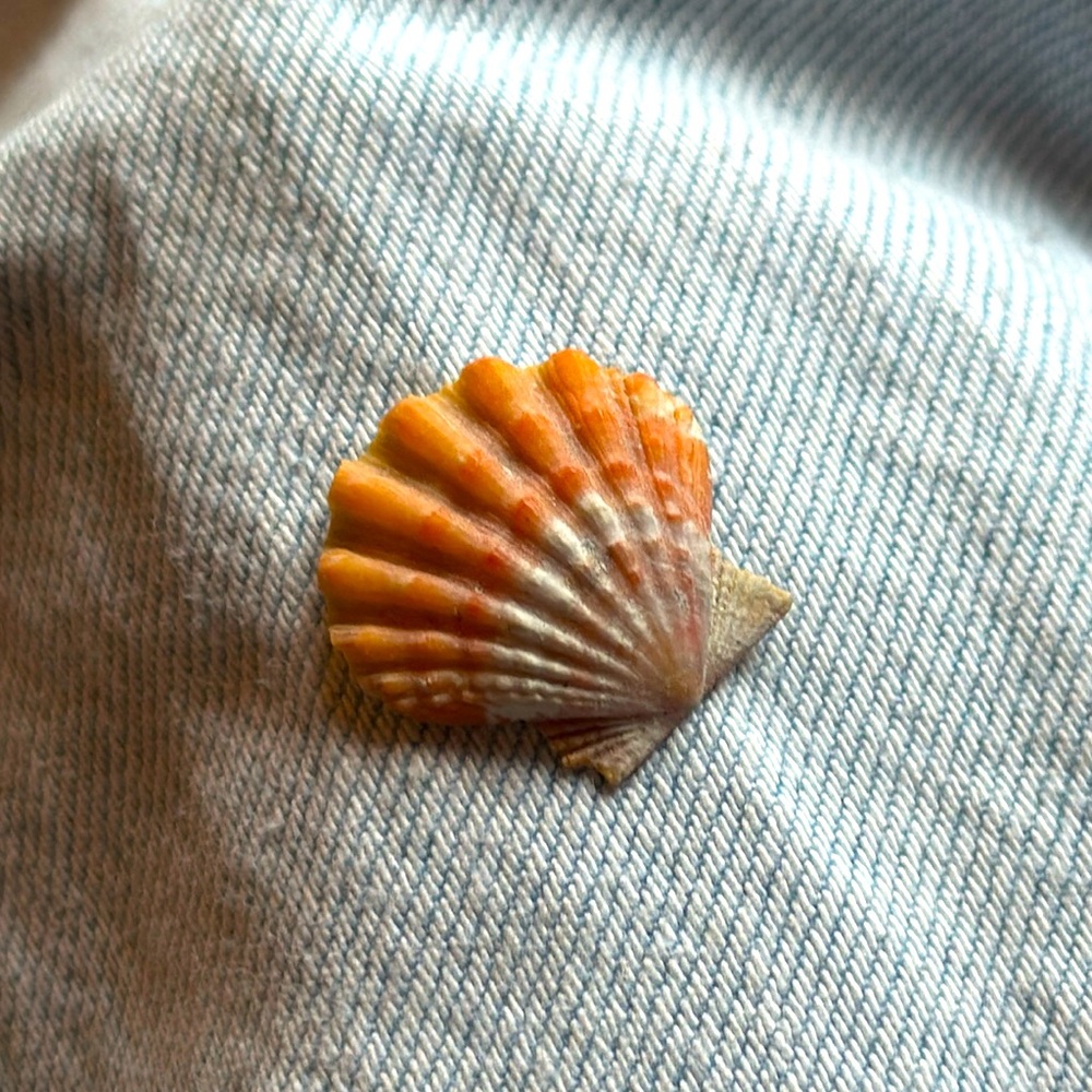 Hawaiian sunrise seashell 🐚 🌅🌺